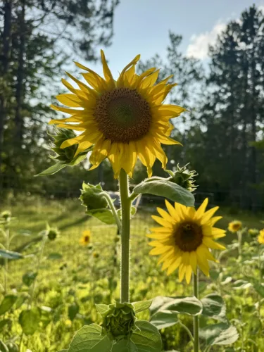 Blue sky and sun flowers